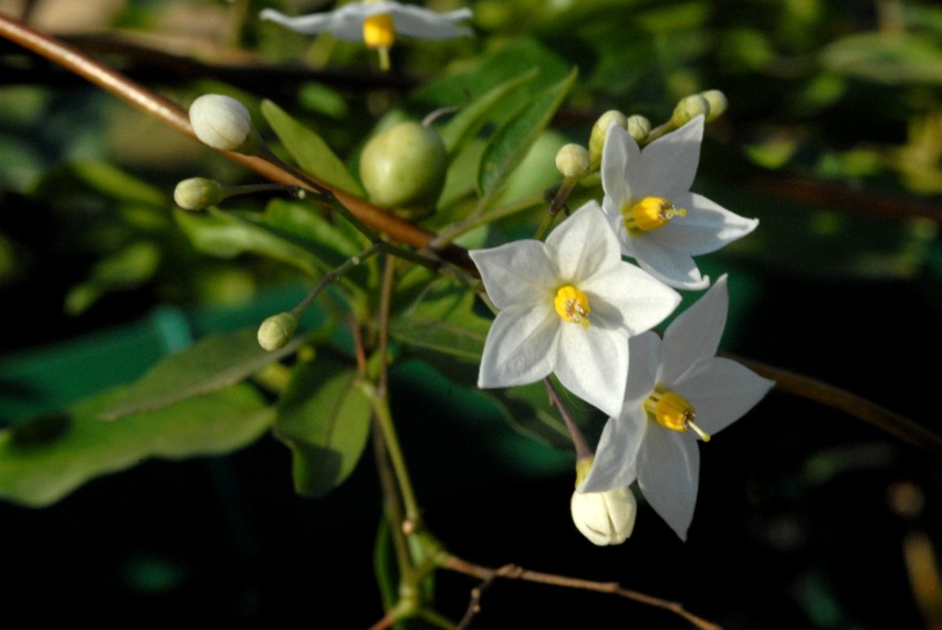 Scatti per Simonetta